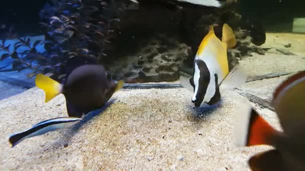Wunderschöne Fische im dekorierten Meerwasseraquarium — Stockvideo