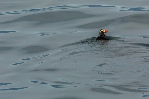 Tufted puffin swim in the waters of Pacific Ocean. — Stock Photo, Image