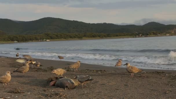 Pacific Gull äta döda säl på stranden. — Stockvideo