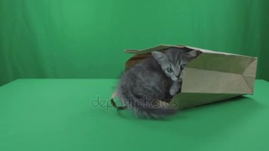 Güzel küçük İskoç Fold kağıt bagon yeşil ekran yavru kedi.
