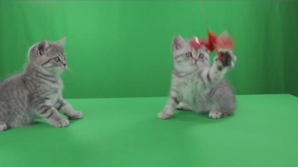 Beautiful little kittens Scottish Fold on Green Screen. — Stock Video
