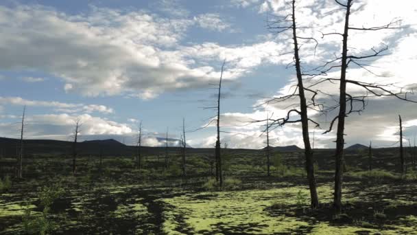 Bosque muerto cerca de volcanes material de archivo de vídeo — Vídeos de Stock