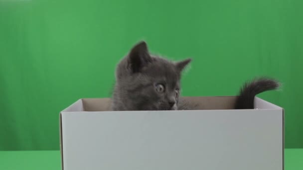 Beautiful little kitten Scottish Fold in box on Green Screen. — Stock Video