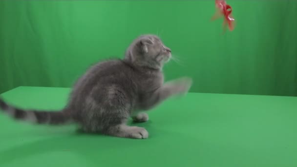 美丽的小猫在绿色屏幕上苏格兰折. — 图库视频影像