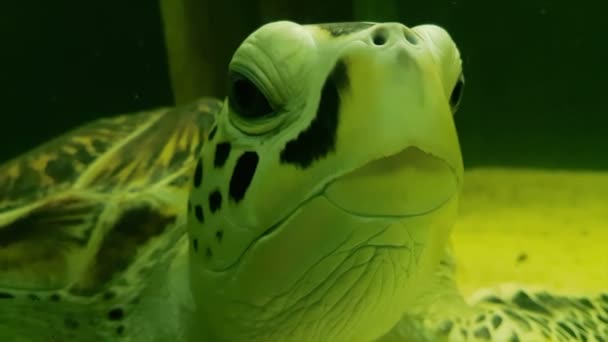 Tortuga marina en Acuario Marino archivo de vídeo — Vídeo de stock