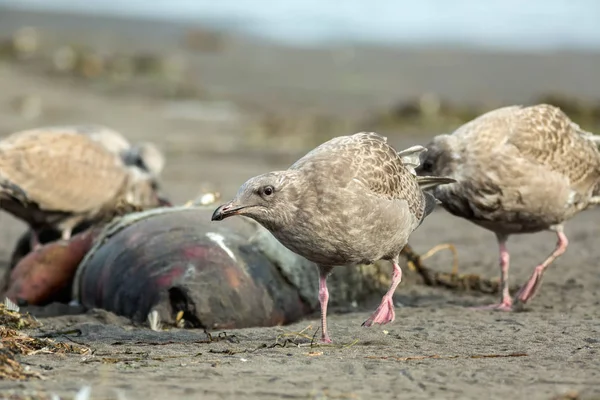 Pacific Gull eating dead seal on the beach. — Stock Photo, Image