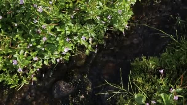 Lindas flores nas margens do riacho Spokoiny imagens de vídeo — Vídeo de Stock