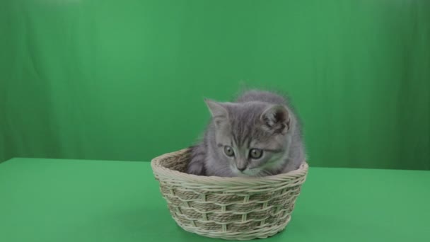 Vackra lilla kattunge Scottish Fold i korg på grön skärm. — Stockvideo