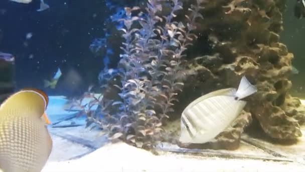 Butterflyfish v zařízené mořské akvárium. — Stock video