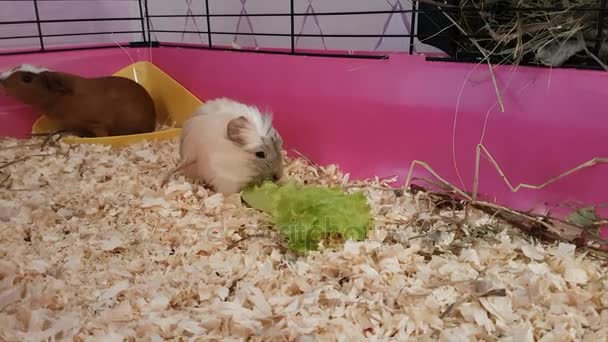 Conejillos de Guinea comiendo lechuga material de archivo de vídeo — Vídeo de stock