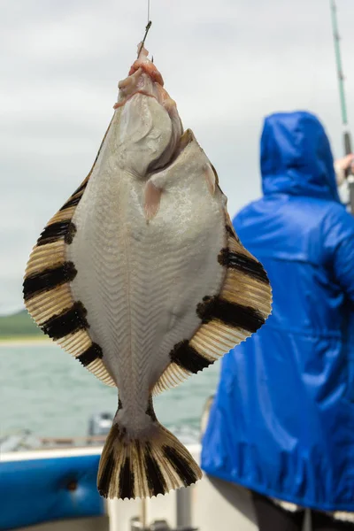 Flounder on hook. Bottom sea fishing in the Pacific near Kamchatka. — Stock Photo, Image