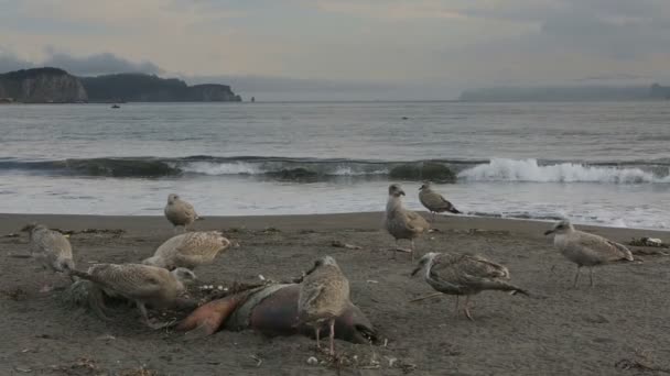 Тихоокеанская чайка ест мёртвого тюленя на пляже . — стоковое видео