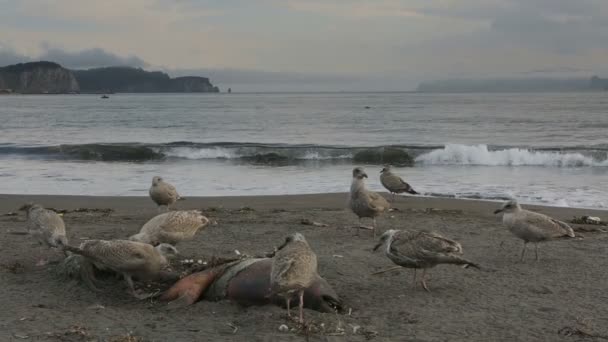 Mouette du Pacifique mangeant des phoques morts sur la plage . — Video