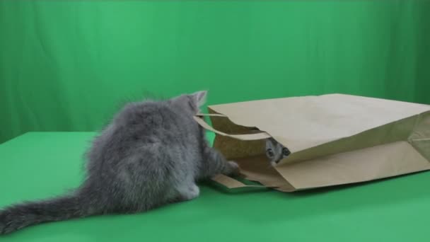 Belos gatinhos escoceses Dobre no saco de papel Tela Verde . — Vídeo de Stock