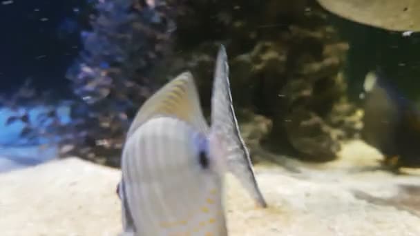 Red Sea sailfin tang - Zebrasoma desjardinii — Stock Video