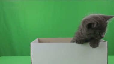 Güzel kedicik İskoç Fold yeşil ekran kutusunda.