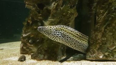 Moray dekore edilmiş deniz akvaryum.