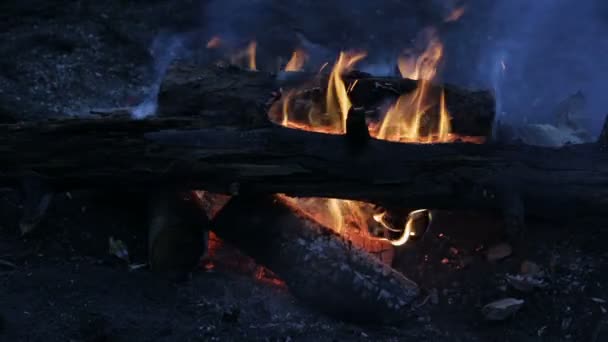 Vreugdevuur van de nacht in het bos van de dode — Stockvideo