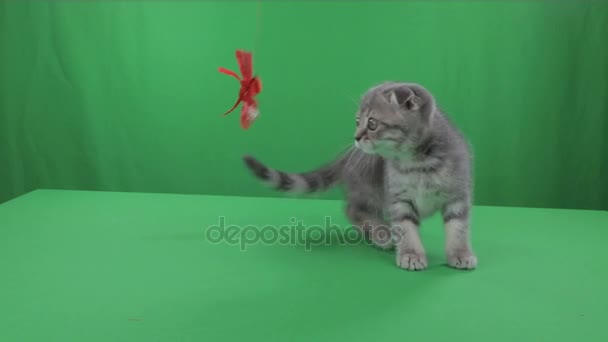 Vackra lilla kattunge Scottish Fold på grön skärm. — Stockvideo