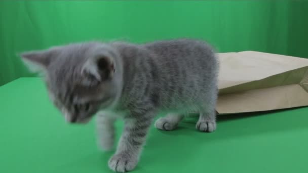 Güzel küçük İskoç Fold kağıt bagon yeşil ekran yavru kedi. — Stok video