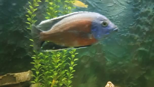 Cichlids são peixes da família Cichlidae — Vídeo de Stock