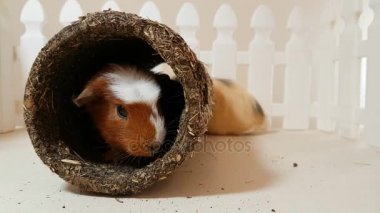 Eskiden şiling şimdi pigs mutlu oynarken yenilebilir bir boru