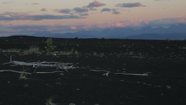 Закат в мертвом лесу . — стоковое видео