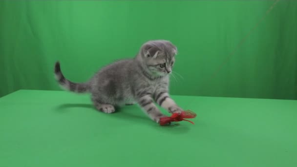 Mooie kleine kitten Scottish Fold op groen scherm. — Stockvideo