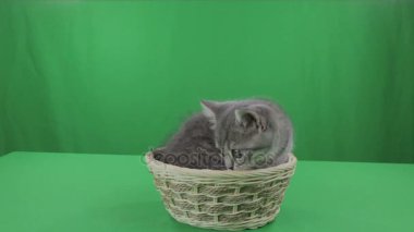 Güzel kedicik İskoç Fold sepeti yeşil ekran.