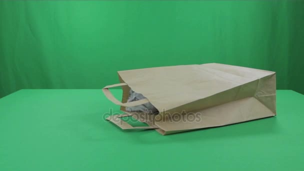 Mooie weinig kittens Scottish Fold in papier bagon Green Screen. — Stockvideo
