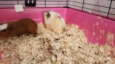 Mutlu bir şekilde koşma ve atlama kafeste kobay