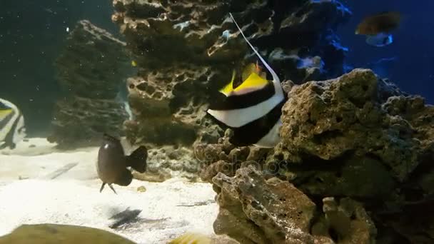 Schooling bannerfish, also known as the false Moorish idol. — Stock Video