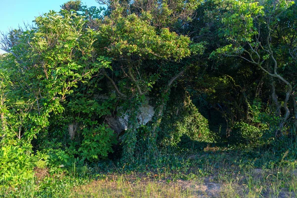 Plantera på Karalar regionala landskapspark i Krim. — Stockfoto