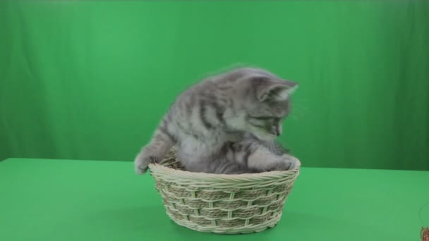 Vackra lilla kattunge Scottish Fold i korg på grön skärm. — Stockvideo