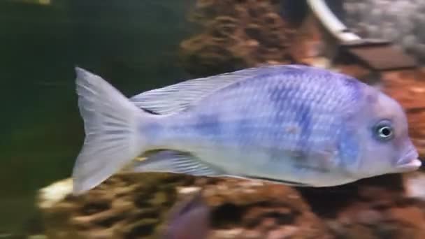 Cichlids são peixes da família Cichlidae — Vídeo de Stock