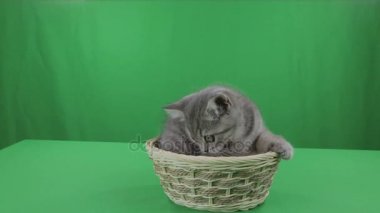 Güzel kedicik İskoç Fold sepeti yeşil ekran.