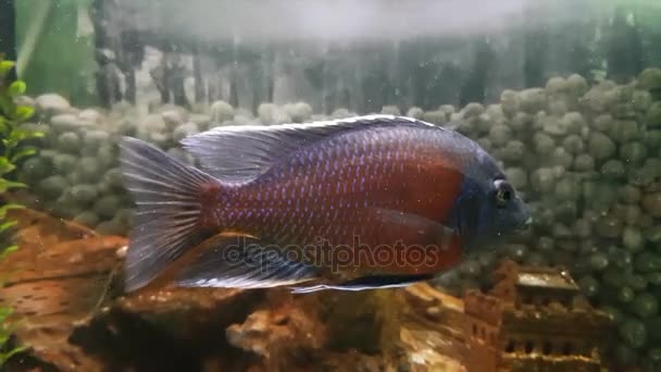 Cichlids são peixes da família Cichlidae — Vídeo de Stock