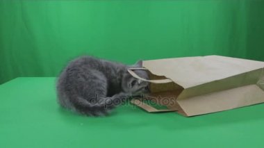 Güzel küçük İskoç Fold kağıt bagon yeşil ekran yavru kedi.