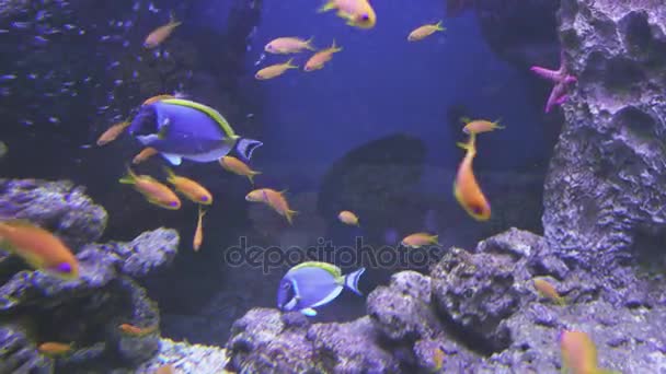 Pulver blå Tang och Lyretail Anthias i saltvatten akvarium arkivfilmer video — Stockvideo