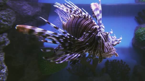Lionfish vermelho no aquário de água salgada imagens de vídeo — Vídeo de Stock