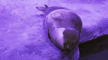 Komik halkalı trying mühür stok görüntüleri video uyu