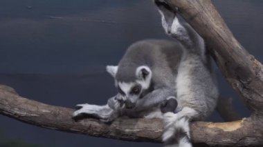 Komik Ring-tailed lemur kürk ağaç dalı stok görüntüleri video üzerinde yalama