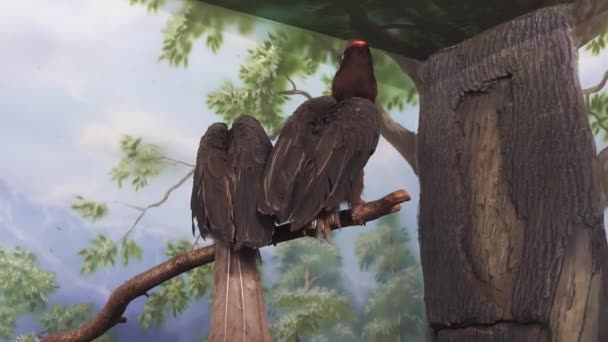 Belle Rufous Hornbill sur branche arbre stock vidéo — Video