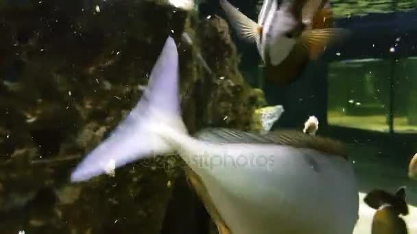 Nourrir les poissons dans un aquarium marin décoré . — Video