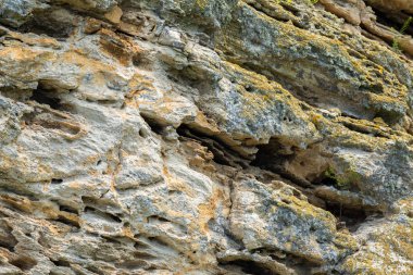 Kuş yuva ile kıyı kayalıklardan dağ Opuk.