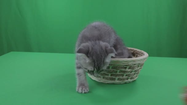 Piękny, mały kotek, Scottish Fold w koszyku na zielony ekran. — Wideo stockowe