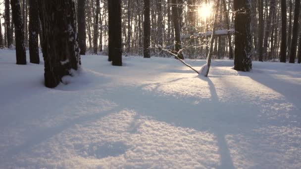 Вертикальная панорама солнца, проходящего через зимний лес — стоковое видео