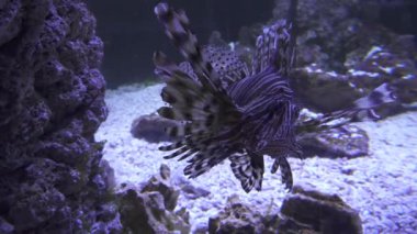 Kırmızı lionfish tuzlu su akvaryumu stok görüntüleri video
