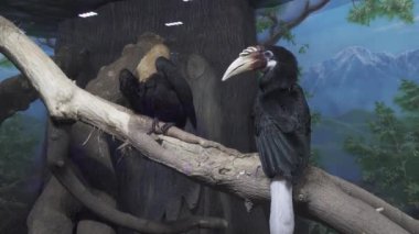 İki güzel Papua Kartallar şube stok görüntüleri video oturan