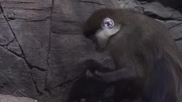 De Brazzas monkey eats food stock footage video — Stock Video